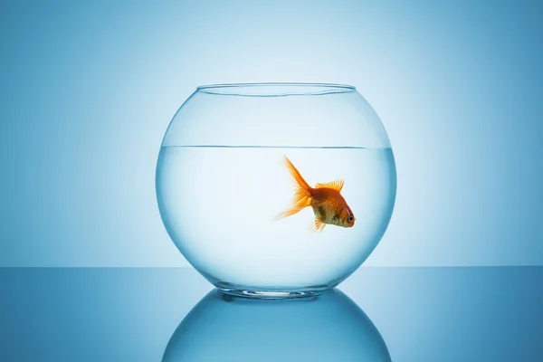 Goldfish floats in a fishbowl — Stock Photo, Image