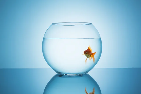 Goldfish looks curious in a fishbowl — Stock Photo, Image