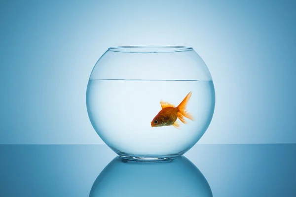 Guldfisk flyter i en fishbowl — Stockfoto
