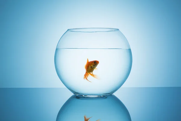 Goldfish akvaryum cam — Stok fotoğraf
