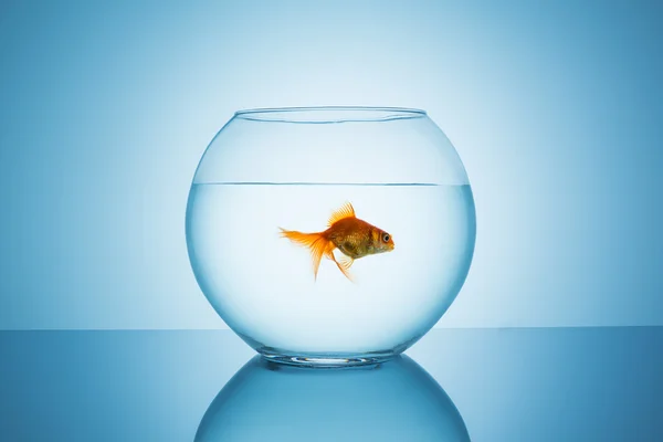 Goudvis zwemt weg in een vissenkom — Stockfoto