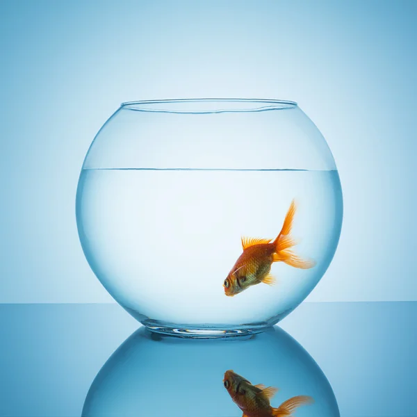 Goldfish swims in a fishbowl glass — Stock Photo, Image