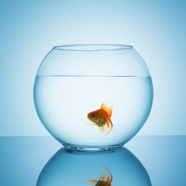 Amazed goldfish swims in a fishbowl — Stock Photo, Image