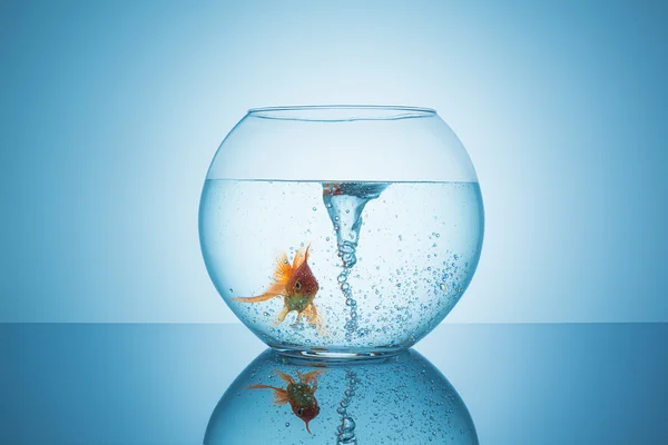 Bir akvaryum içinde bir girdap ile Goldfish — Stok fotoğraf