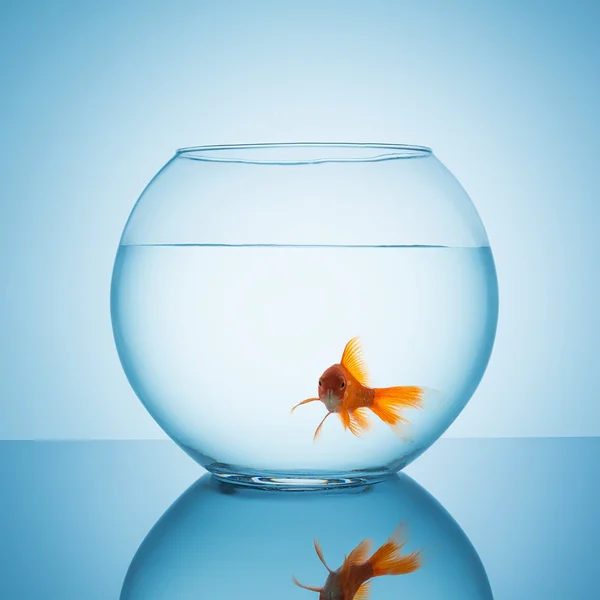 Goldfish looks amazed in a fishbowl — Stock Photo, Image