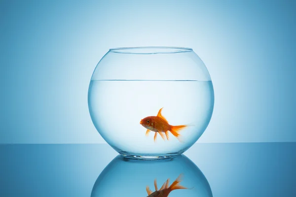 Guldfisk öppna munnen i en fishbowl — Stockfoto