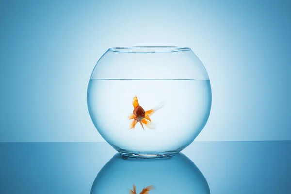 Vackra guldfisk i en fishbowl — Stockfoto