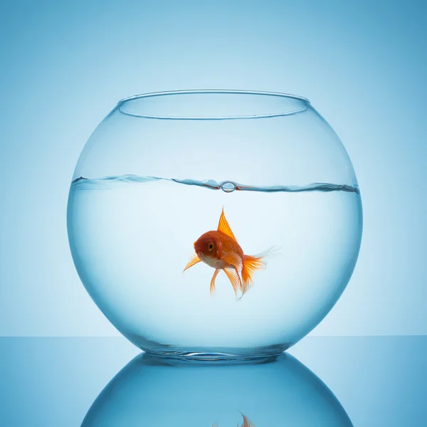 Goldfish in a fishbowl with water — Stock Photo, Image