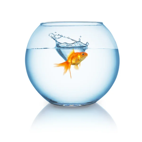 Goldfish splashes in a fishbowl — Stock Photo, Image