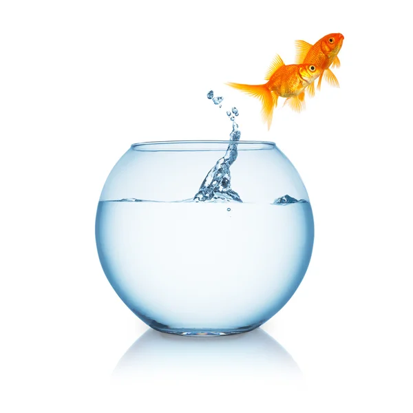 Goldfish couple jumps out of a fishbowl — Stock Photo, Image