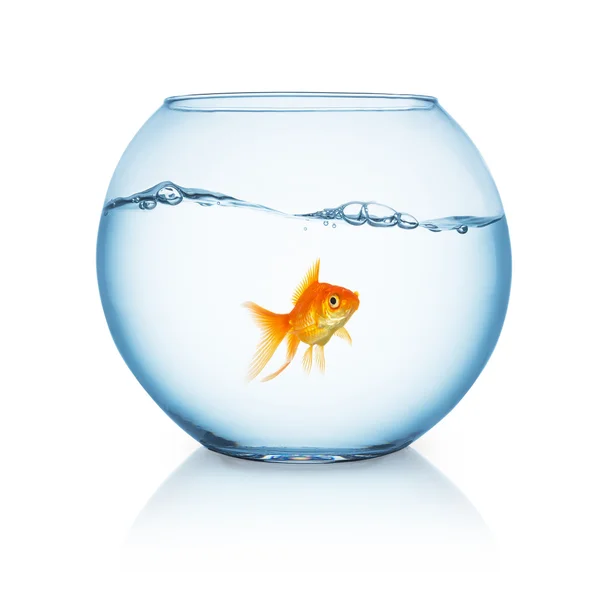 Tuhaf görünümlü goldfish ına fishbowl — Stok fotoğraf
