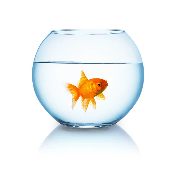 Arg letar guldfisk i en fishbowl — Stockfoto