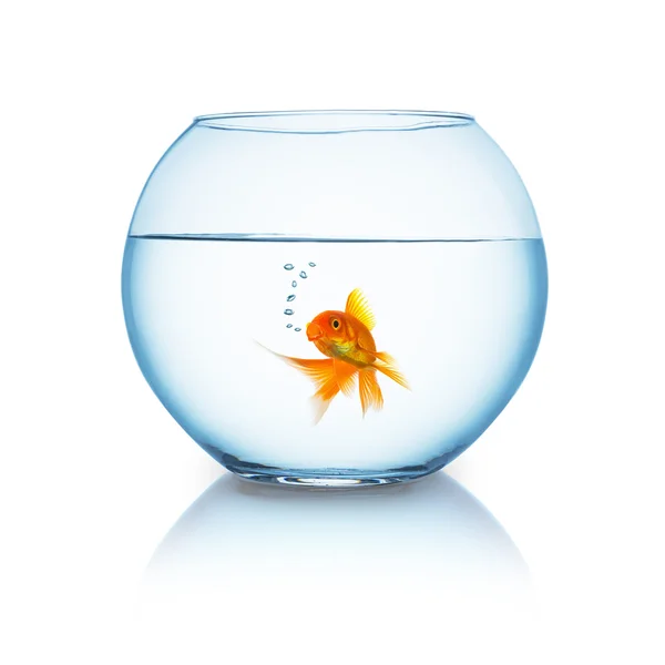 Beyaz bir fishbowl Goldfish — Stok fotoğraf