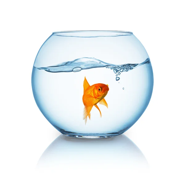 Lonely goldfish in a fishbowl — Stock Photo, Image