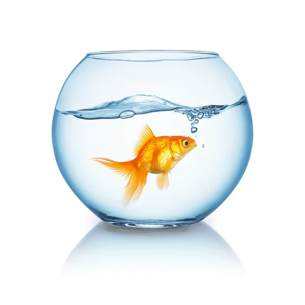 Espantado olhando goldfish em um aquário — Fotografia de Stock