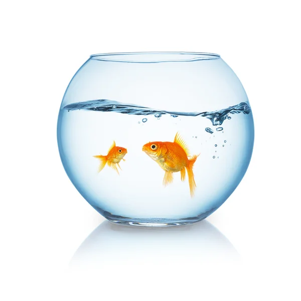 Guldfisk familj i en fishbowl — Stockfoto