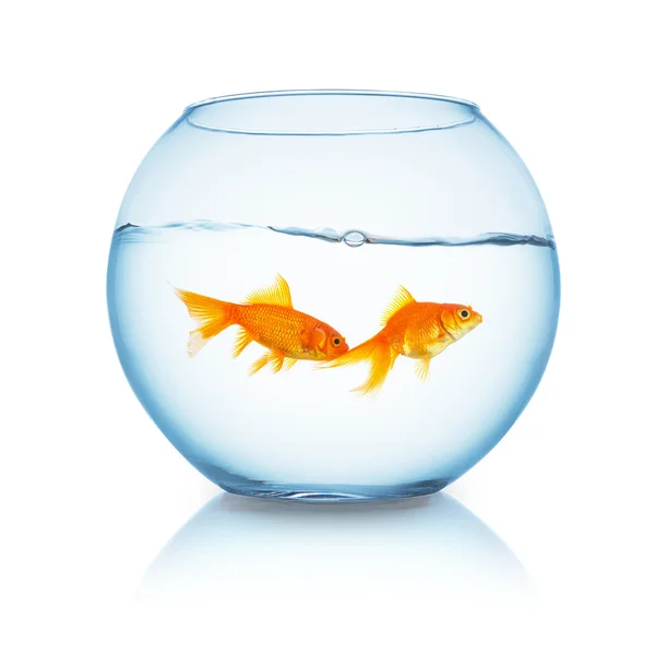 Par goldfishes i en fishbowl — Stockfoto