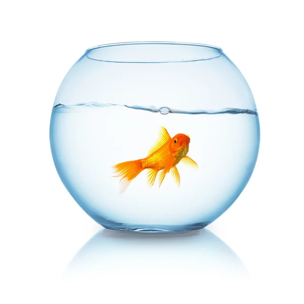 Fishbowl met een goudvis — Stockfoto