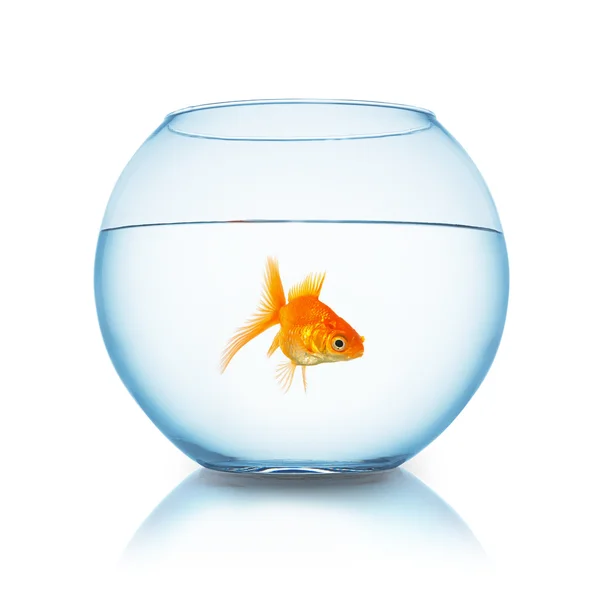 Fishbowl with fish — Stock Photo, Image