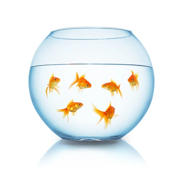 Золоті рибки в акваріумі — стокове фото