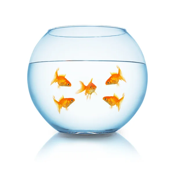 Goldfish mobbing em um aquário — Fotografia de Stock