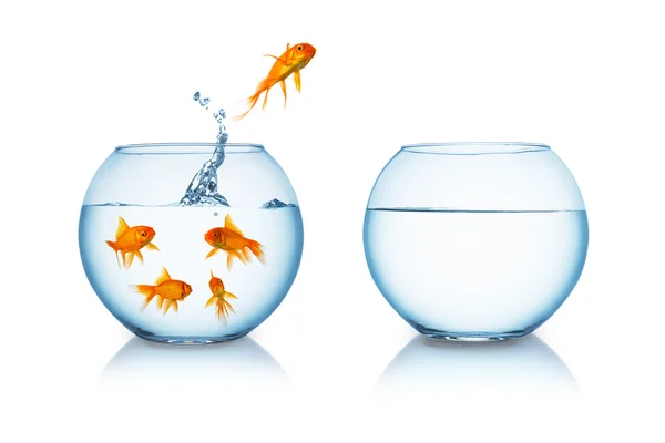 Goldfish salta para a liberdade — Fotografia de Stock