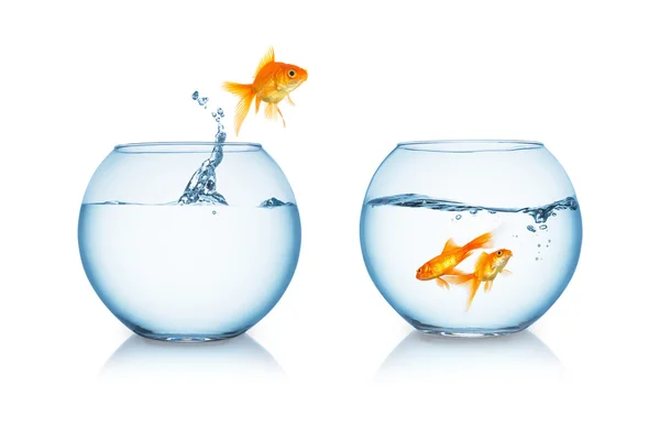 Goldfish jumps to his friends — Stock Photo, Image