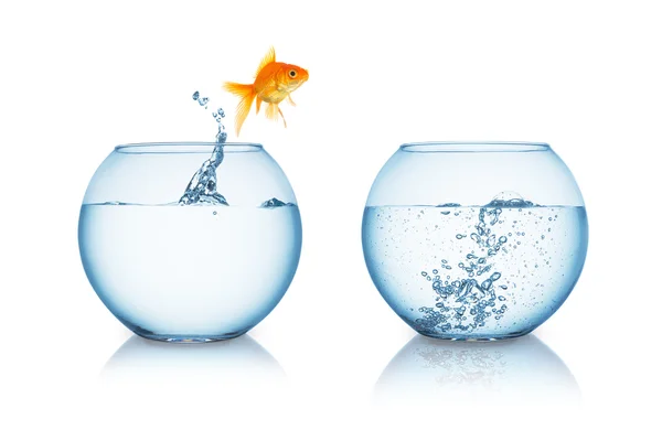 Goldfish jumps in to hot water — Stock Photo, Image