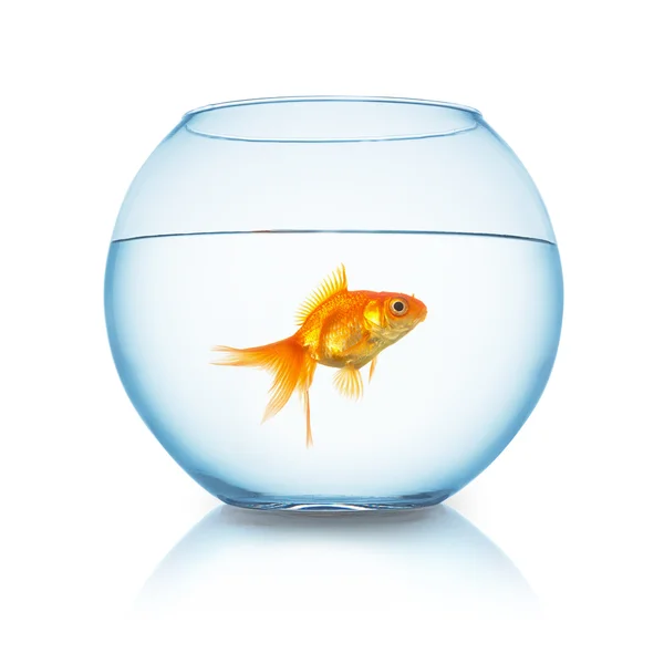 Gold fish in a fishbowl Royalty Free Stock Photos