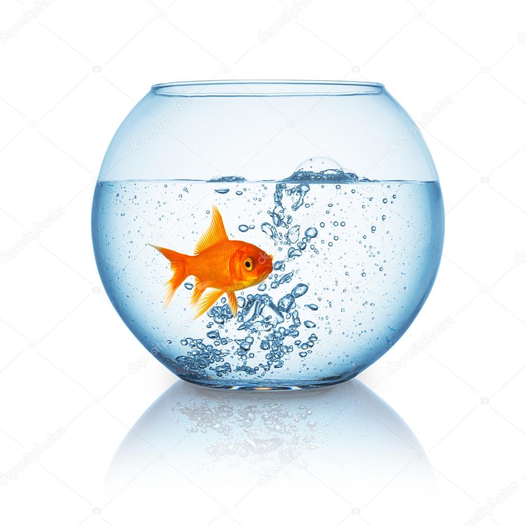 goldfish in a fishbowl with hot water