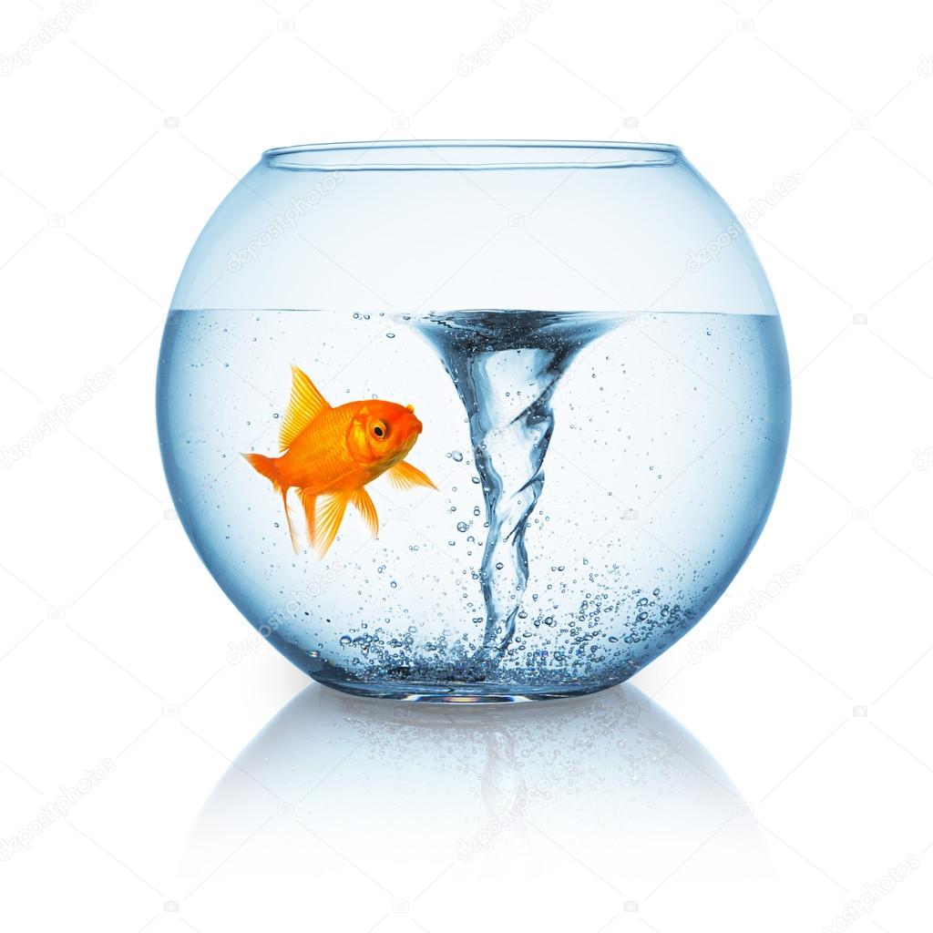 goldfish with twister in a fishbowl