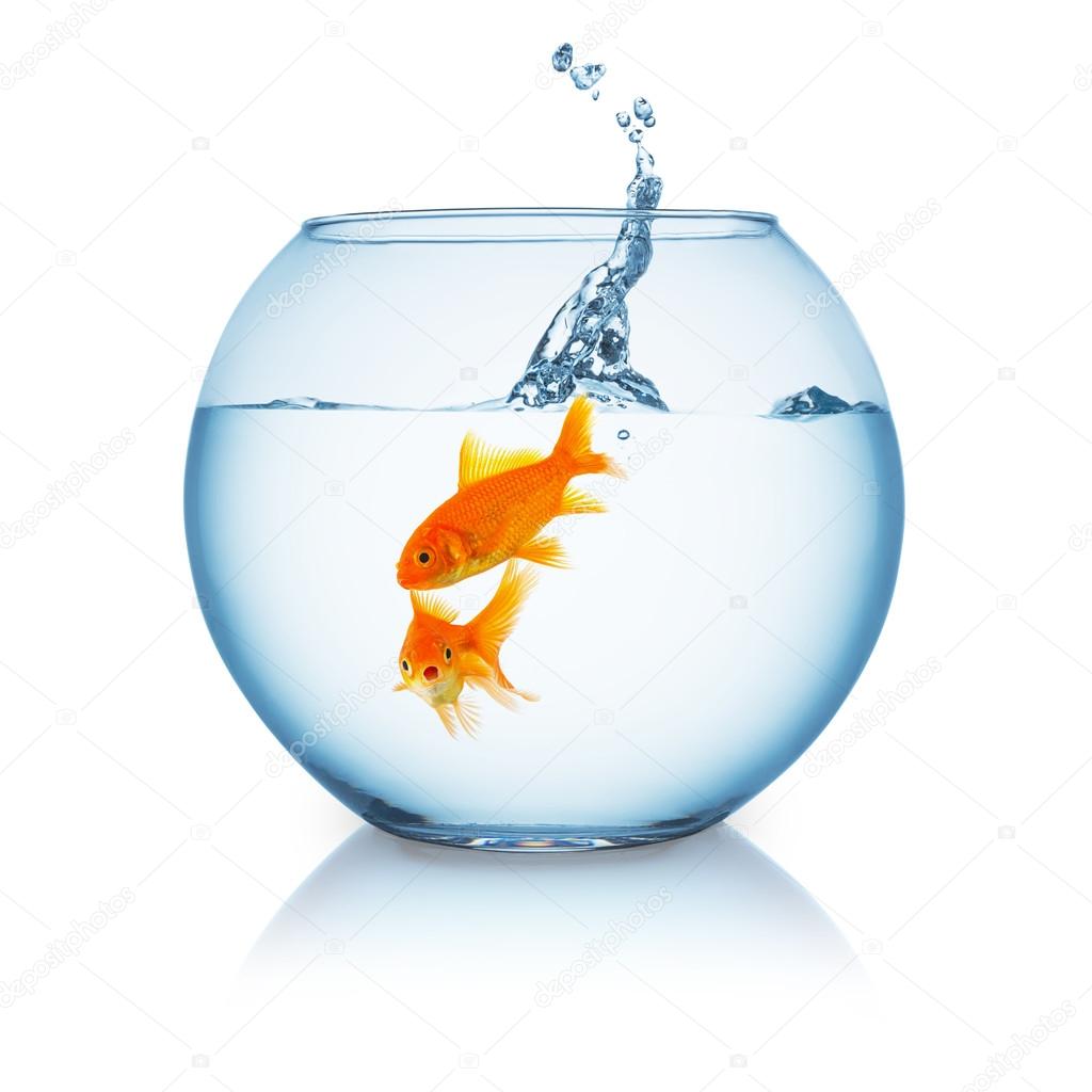 Goldfish is shocked from a jumping fish in a fishbowl