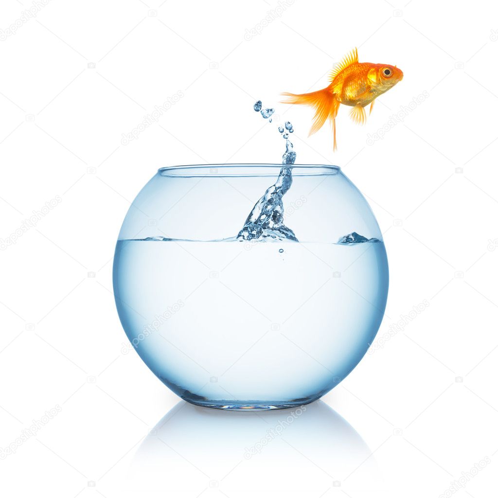 Goldfish jumps in to liberty out of a fishbowl