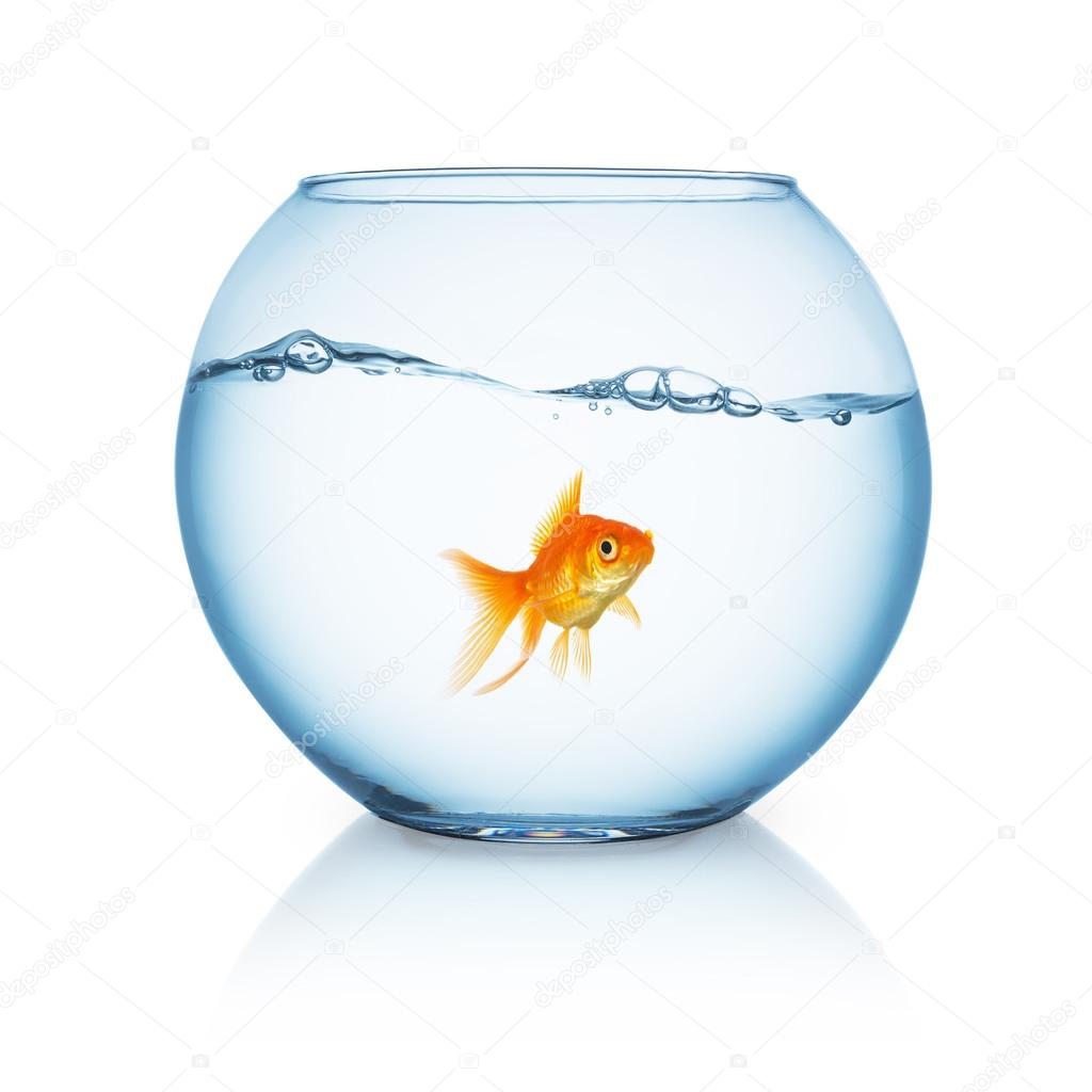 curious looking goldfish ina fishbowl