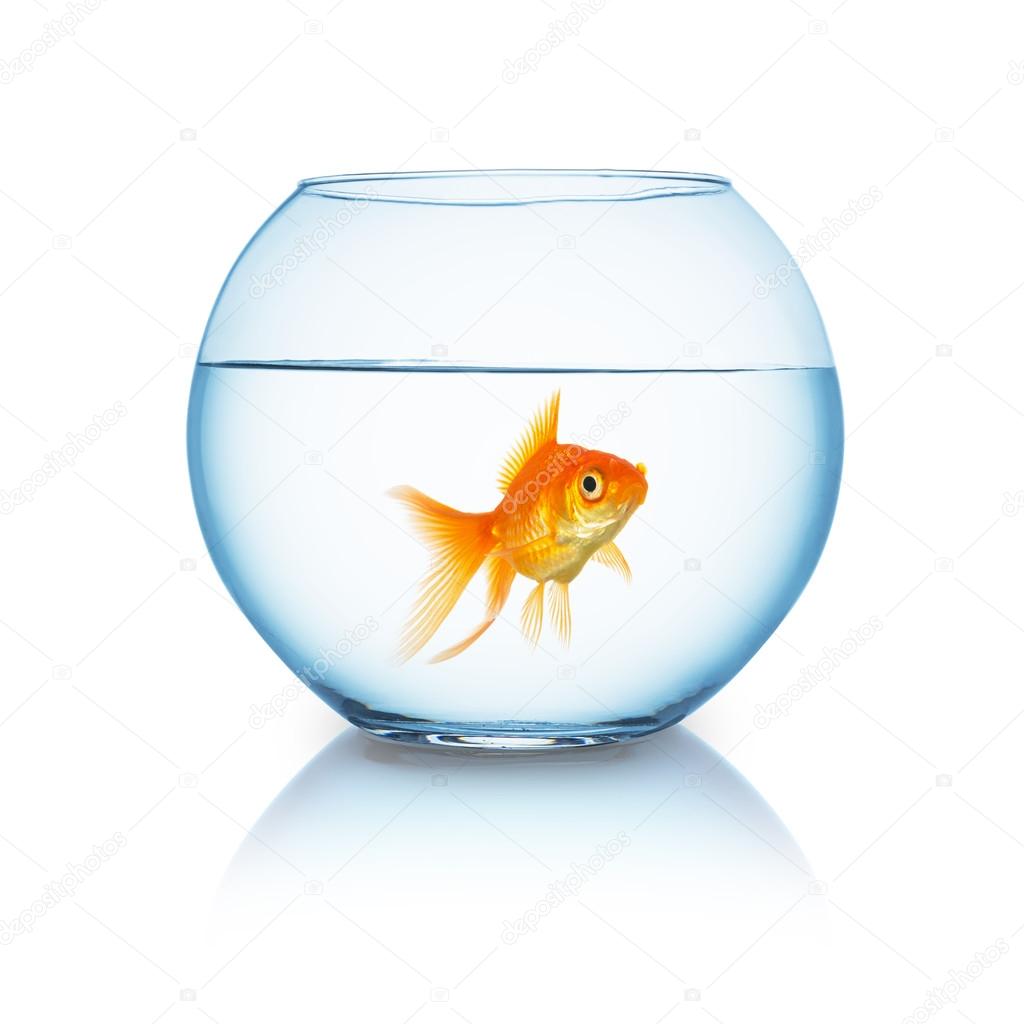 big goldfish in a fishbowl