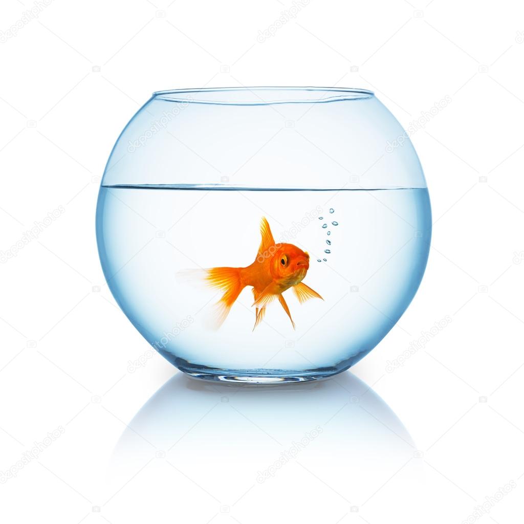 goldfish breathes in a fishbowl