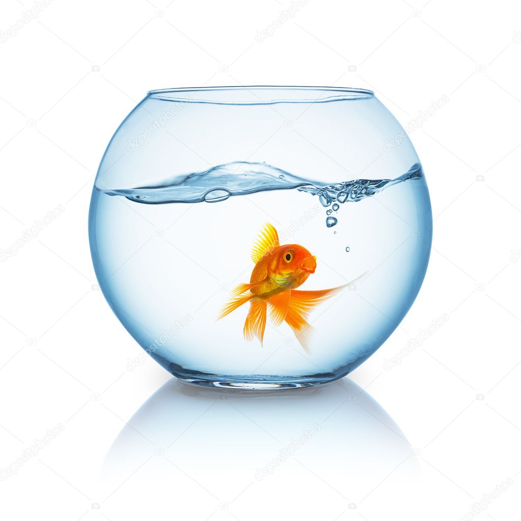 beautiful goldfish in a fishbowl