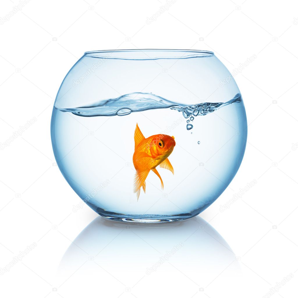 lonely goldfish in a fishbowl 