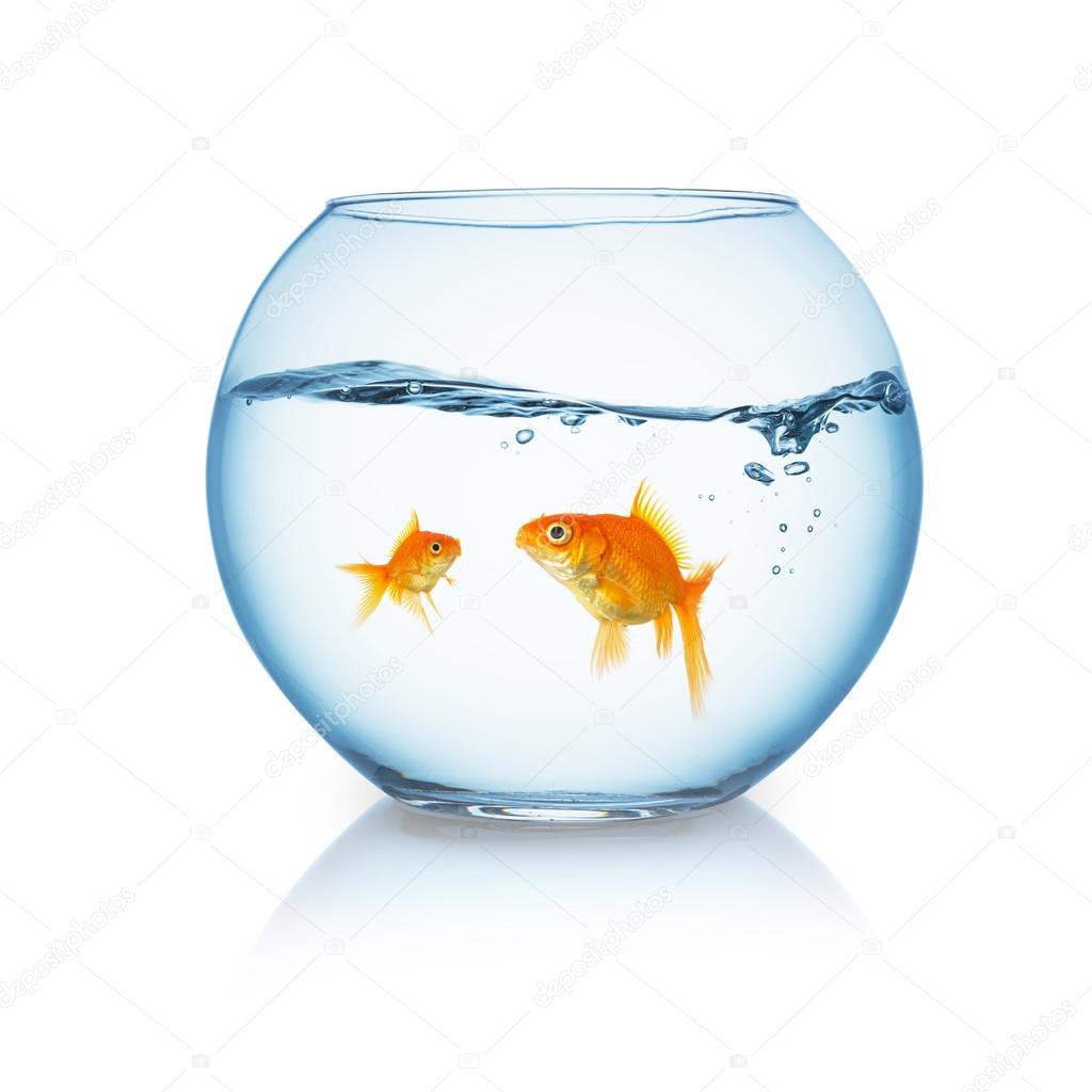 goldfish family in a fishbowl