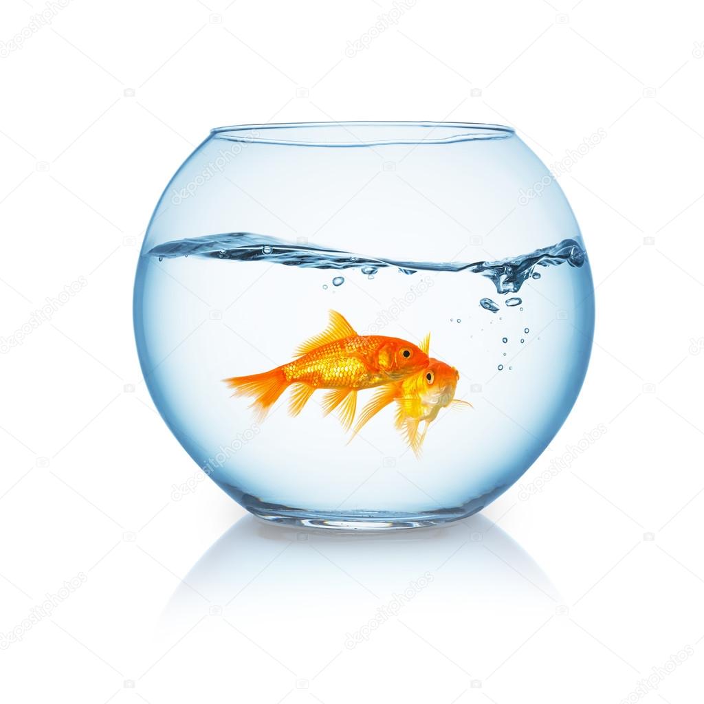 goldfish couple in a wavy fishbowl