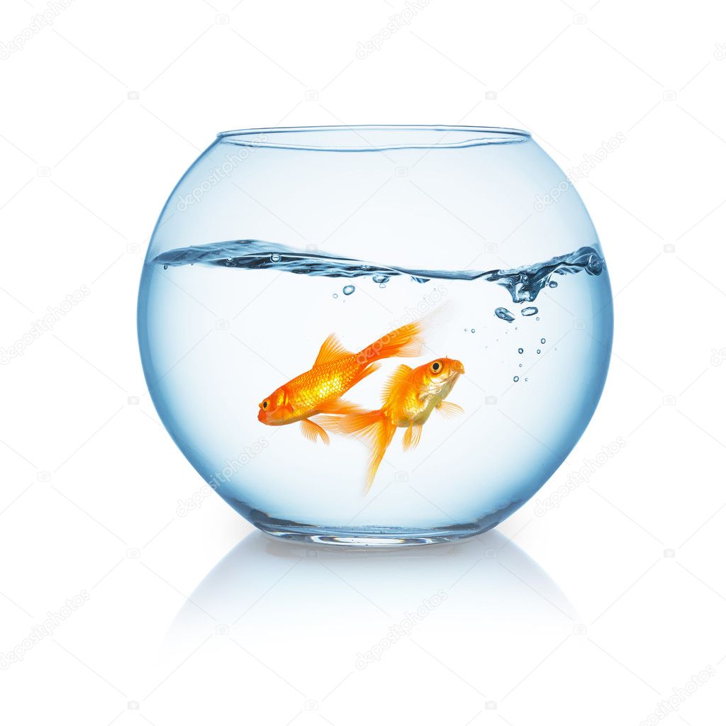 goldfishes swims in a fishbowl