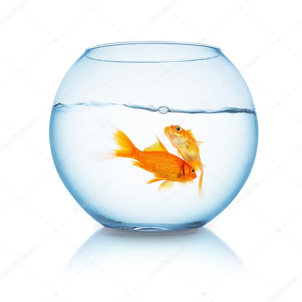 tow goldfishes in a fishbowl