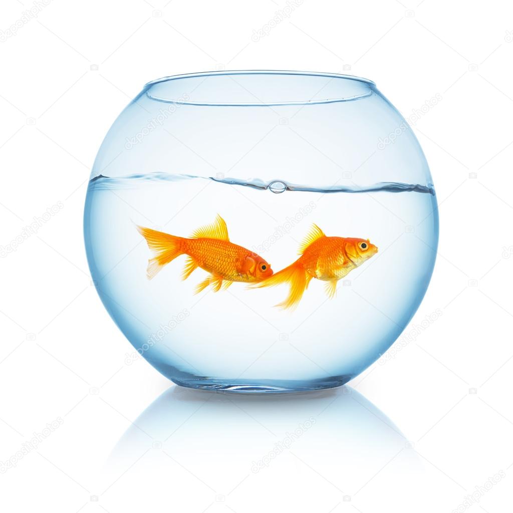 couple of goldfishes in a fishbowl