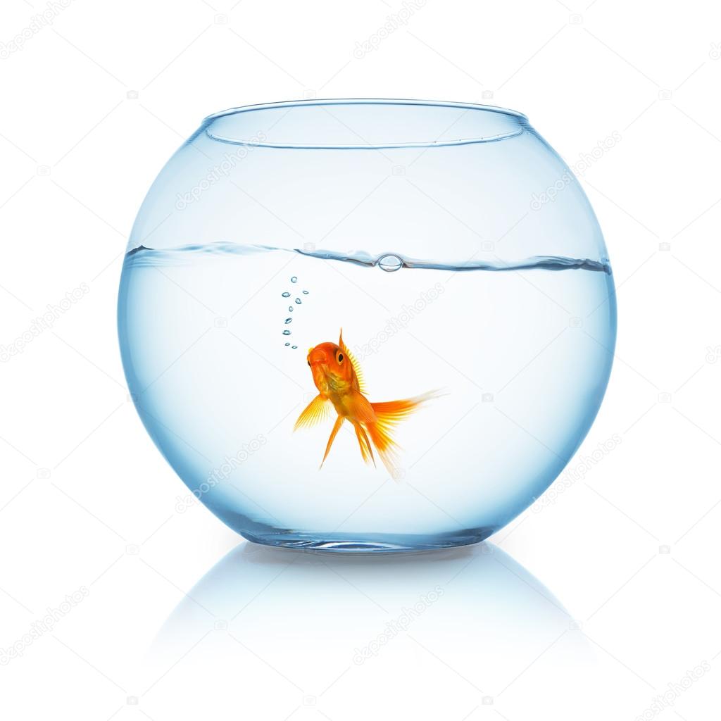 goldfish with air bubbles in a fishbowl
