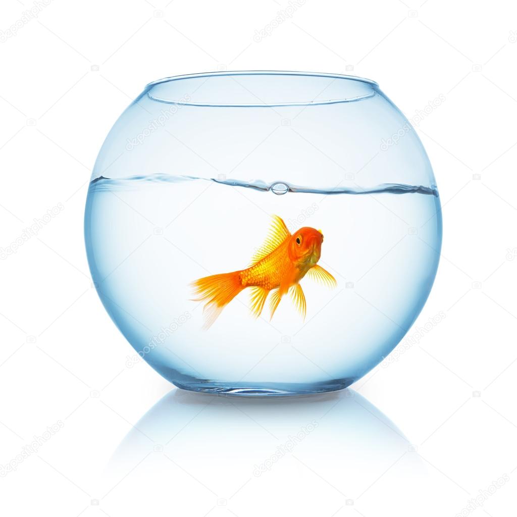 fishbowl with a goldfish