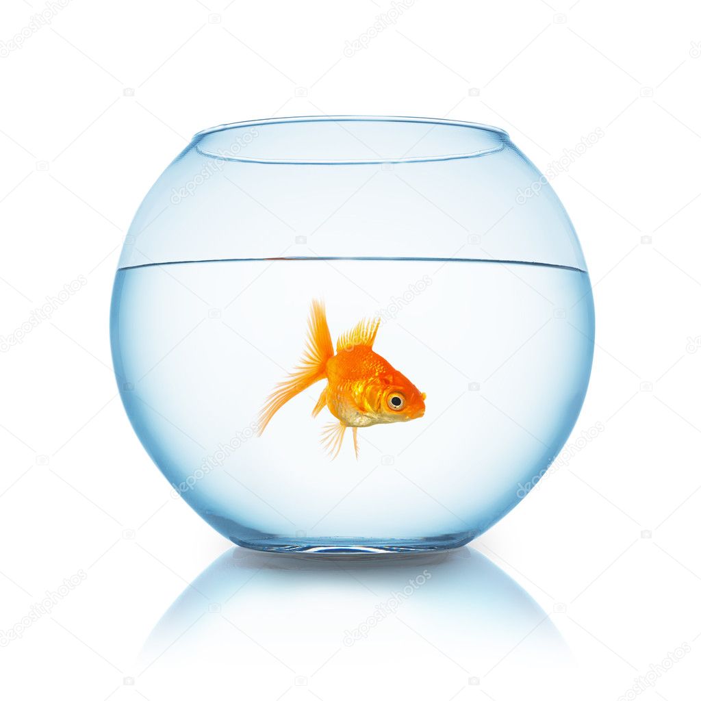 Fishbowl With Fish Stock Photo By C Rclassenlayouts 6947