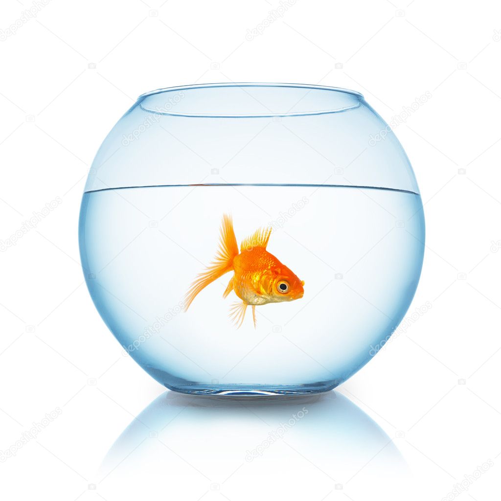 fishbowl with fish
