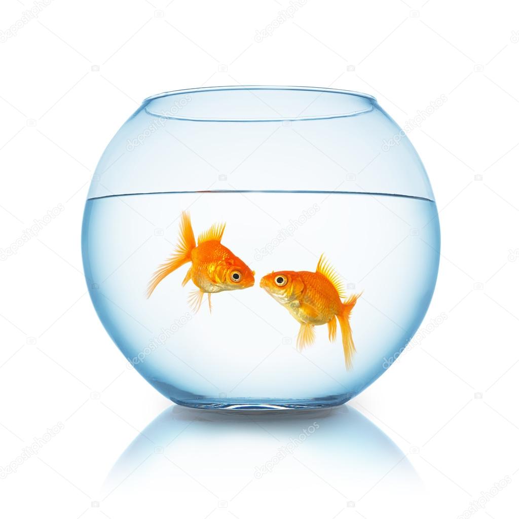 goldfish couple kiss in a fishbowl
