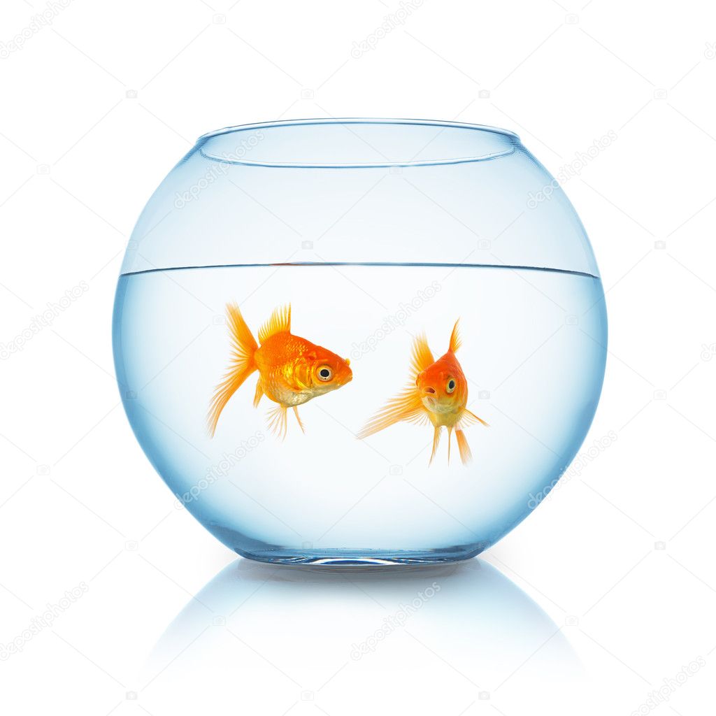 gold fishes in a fishbowl