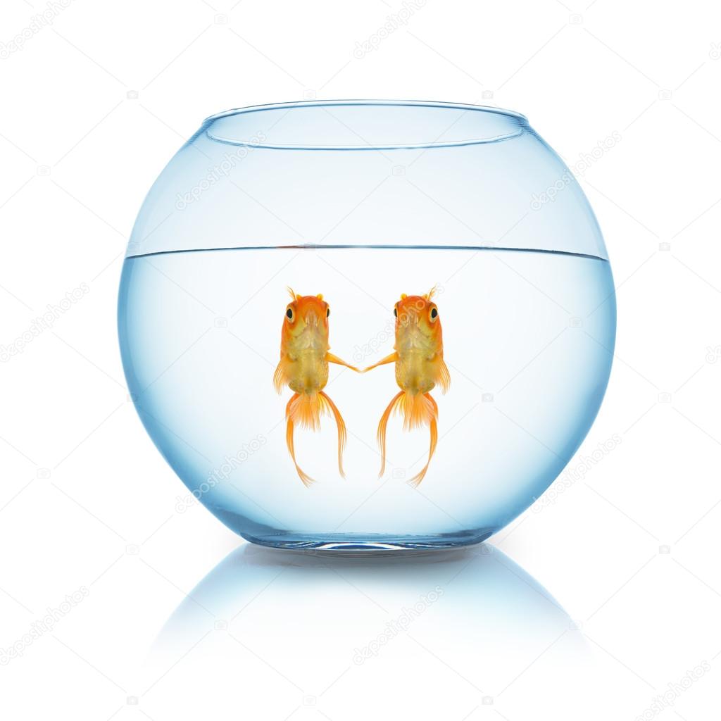 couple fishes in love in a fishbowl
